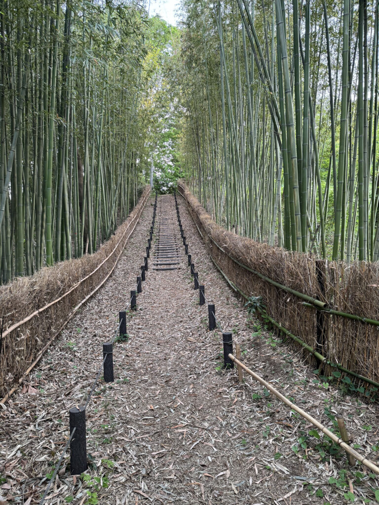 脳梗塞後に知った身体障害者手帳や支援制度をイメージする竹林の小道